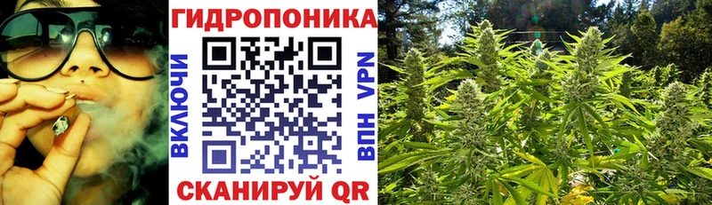 Бошки Шишки White Widow  как найти наркотики  Будённовск 